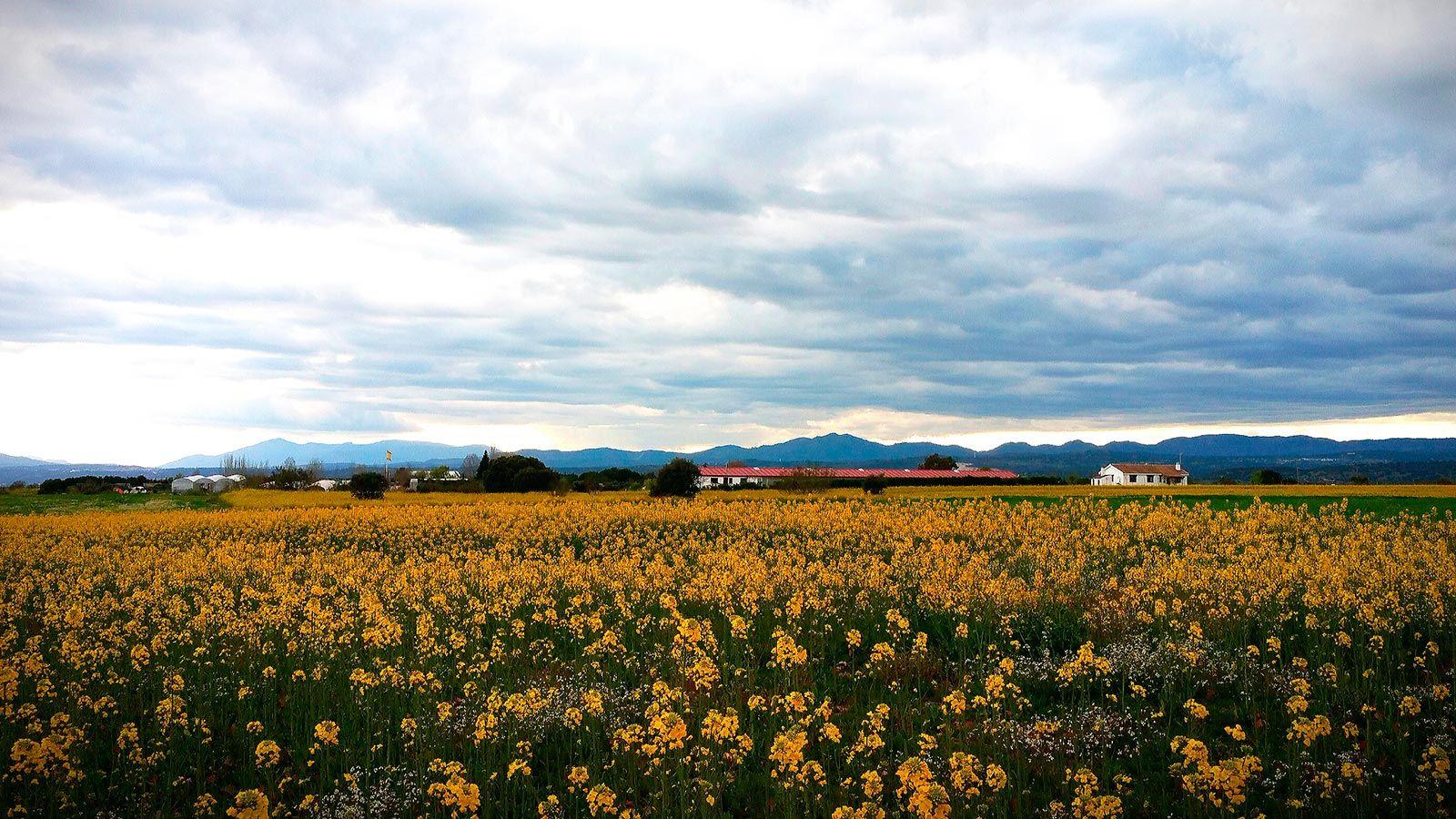 Campo de colza en flor con la finca del centro al fondo