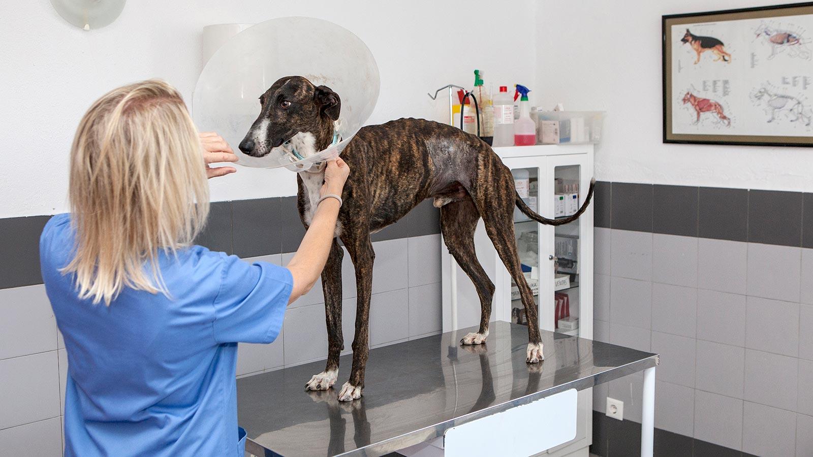 La veterinaria explorando a un galgo en la consulta del centro