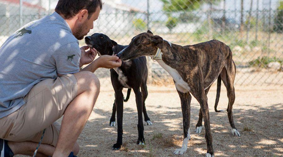 Cuidador con dos galgos en el parque