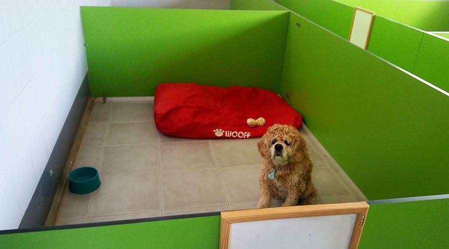 Box de la habitación de razas pequeñas con un perro pequeño sobre su cama roja