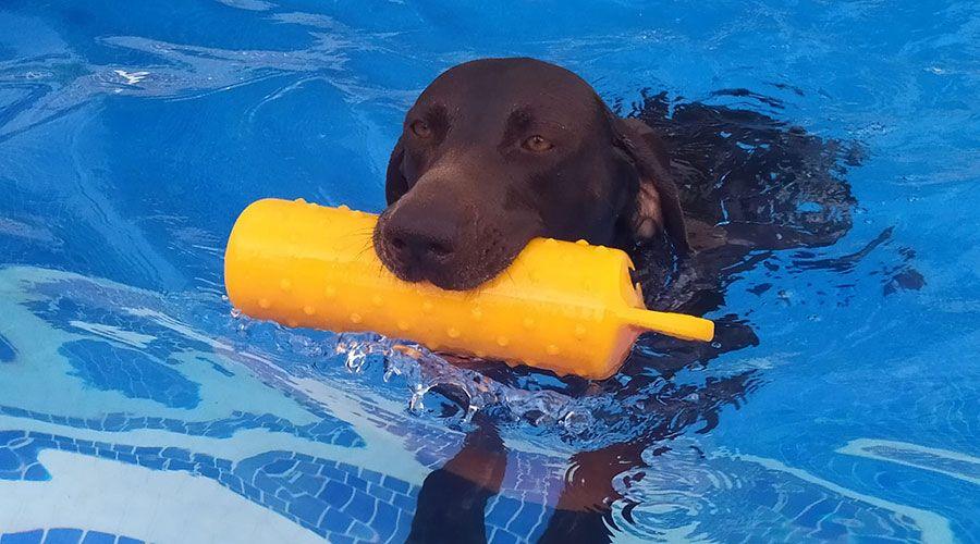 Perro nadando en la piscina con un juguete