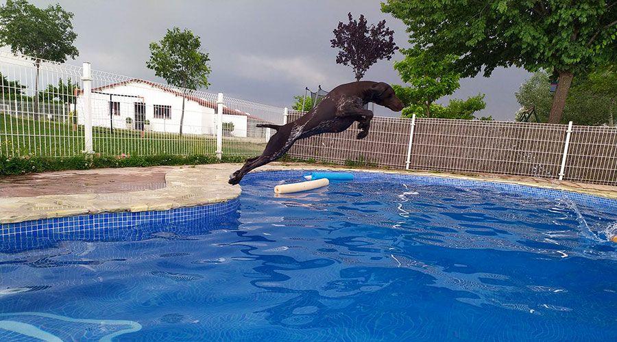 Perro saltando a la piscina